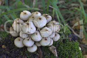 Mushrooms, growing on a tree trunk covered by moss in the forest