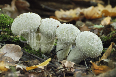 Mushrooms growing in the autumn forest. Lycoperdon perlatum.