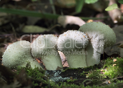 Mushrooms growing in the autumn forest. Lycoperdon perlatum.