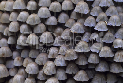 Large group of poisonous mushrooms as background.