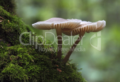 Mushrooms growing on a mossy tree trunk.