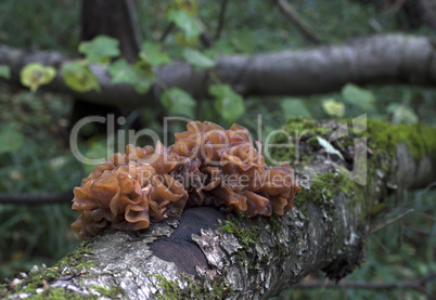 Mushrooms growing on a mossy birch tree trunk