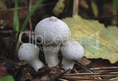 Mushrooms growing in the autumn forest. Lycoperdon perlatum.