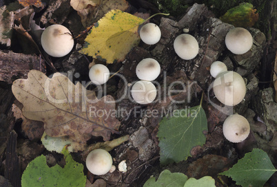 Mushrooms growing in the autumn forest. Lycoperdon serotinum.