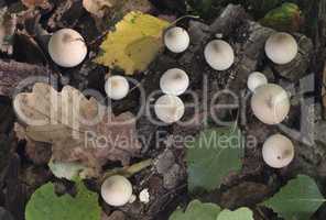 Mushrooms growing in the autumn forest. Lycoperdon serotinum.