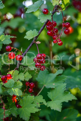 bunches of ripe red currant hang on a branch in the garden
