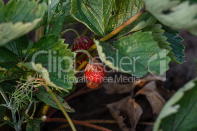 Strawberries growing on a plant close up