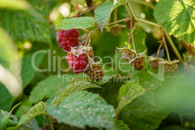 Raspberry bush with berries on branch in the garden