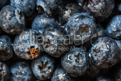 Blueberries with water drops.