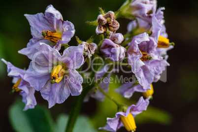 Purple flowers of potato plant