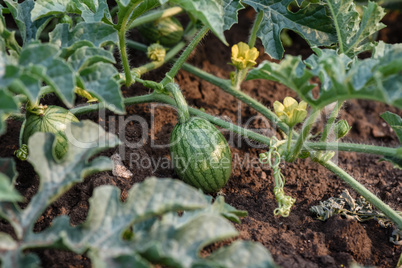 Young small round watermelon lie in the garden bed in fine clear weather morning