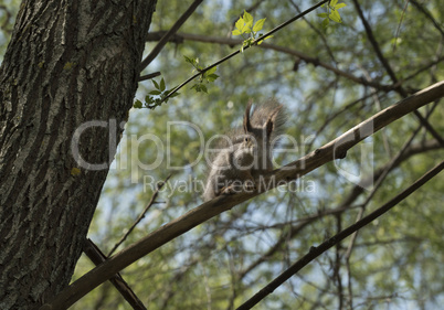 squirrel  sits on a tree branch
