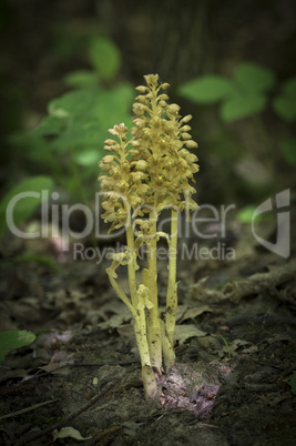 The flowers in the forest. Natural spring background.