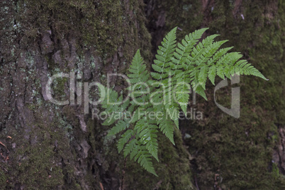 Branch of a Fern Growing From Tree Bark