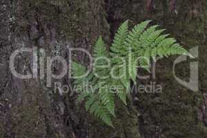Branch of a Fern Growing From Tree Bark