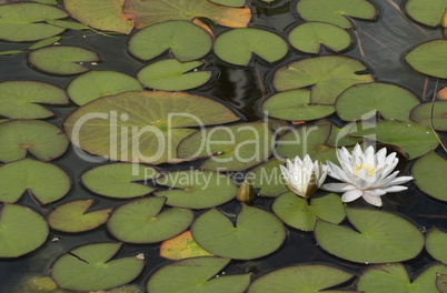 Water lilies blooming in a pond.