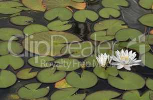 Water lilies blooming in a pond.