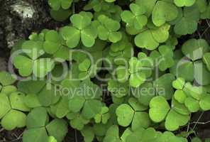 Wood Sorrel growing in the forest in summer.