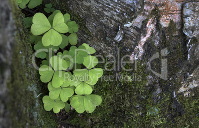 Wood Sorrel growing in the forest in summer.