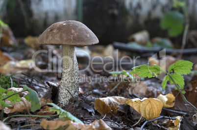 Edible mushroom in the forest on a sunny day, Leccinum scabrum.