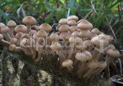 Edible mushrooms in the forest on a sunny day, Armillaria solidi
