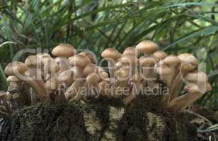 Edible mushrooms in the forest on a sunny day, Armillaria solidi