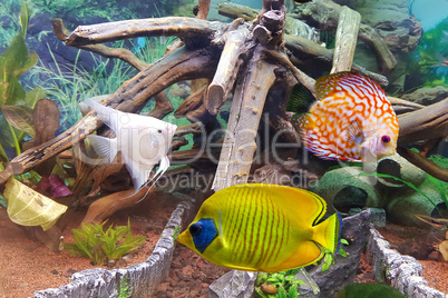 Indoor aquarium. A tropical freshwater aquarium