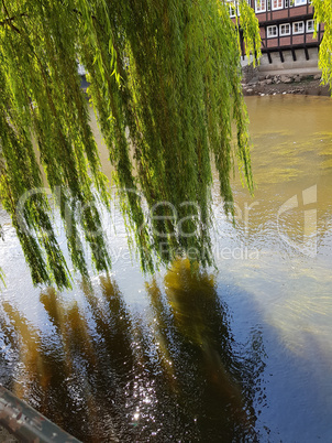 The river Ilmenau with weeping willows