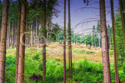 Picturesque viewpoint on a forest clearing