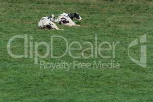 Cows on pasture