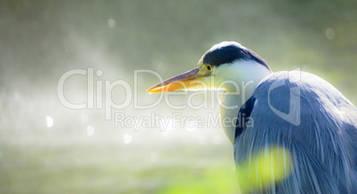 great grey heron portrait