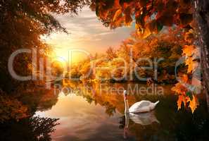 Swan on autumn pond