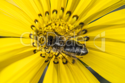 A Honey bee on yellow daisy flower collecting pollen and nectar