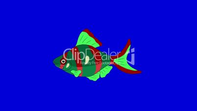 Red-green   Aquarium Fish Chroma Key looped