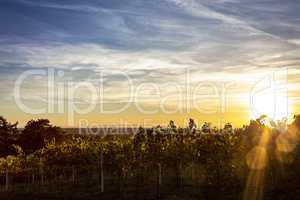 Sunset over vineyard. Sonnenuntergang über Weinberg.