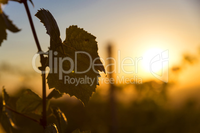 Sunset over vineyard. Sonnenuntergang über Weinberg.