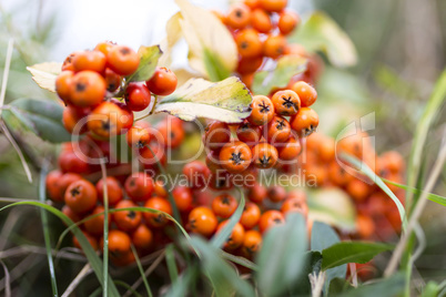 Vogelbeeren-Strauß. Bunch of rowan berry