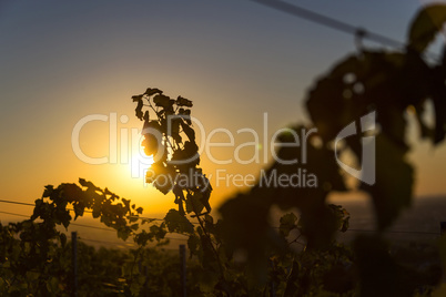 Sunset over vineyard. Sonnenuntergang über Weinberg.