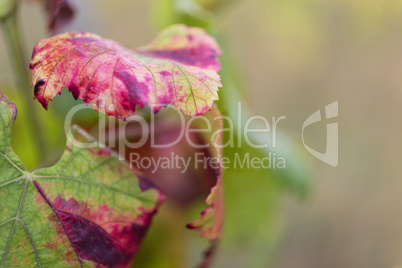 Herbstliche Weinblätter. Autumnal Vine Leaf