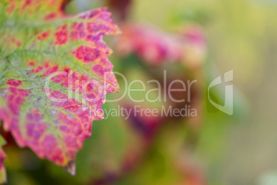 Herbstliche Weinblätter. Autumnal Vine Leaf