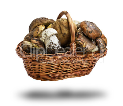 fresh forest mushrooms Suillus luteus and Boletus edulis in a wi