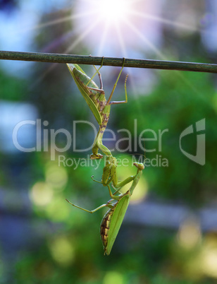 one green mantis keeps a hanging other insect