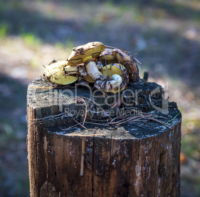 edible mushrooms Suillus luteus lie on a stump