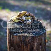 edible mushrooms Suillus luteus lie on a stump