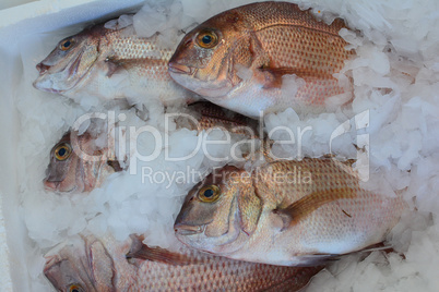 Snapper fish on ice