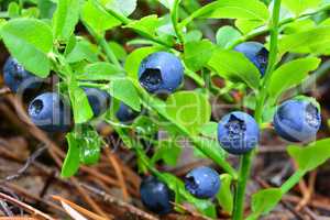 Blueberry bush in morning dew