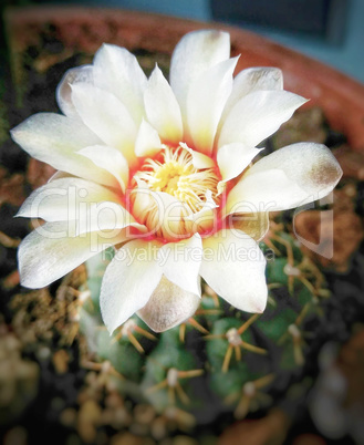 Cactus' white flower in a vase