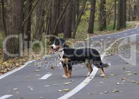 Dog on the road in the Autumn Forest