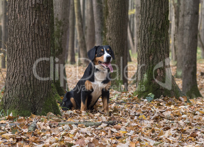 Dog sitting on yellow leaves in the Autumn Forest