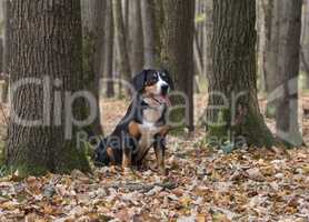 Dog sitting on yellow leaves in the Autumn Forest